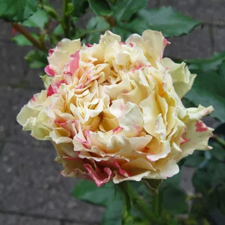豁新 日月 切花新品万华镜月季花苗 条纹复色切花