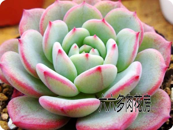

Семена Sixty/six Echeveria Secunda,puebla 10