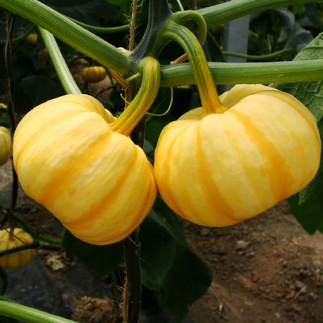 爱逛街为您找到迷你南瓜相关的宝贝,您可以在下面的板块中挑选喜欢的