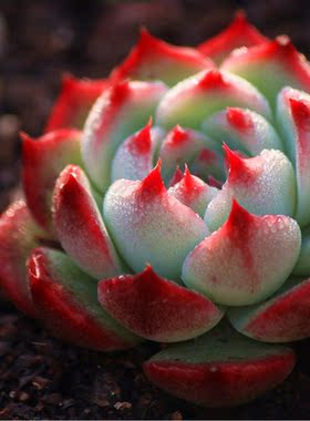 鑫花多肉植物【老版小红衣】状态如图盆栽绿植花卉满额包邮