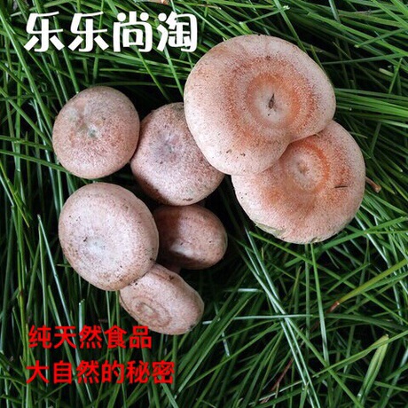 2017新鲜安徽太湖特产纯天然枞树菌野生菌毛草菇三九菇500g预售
