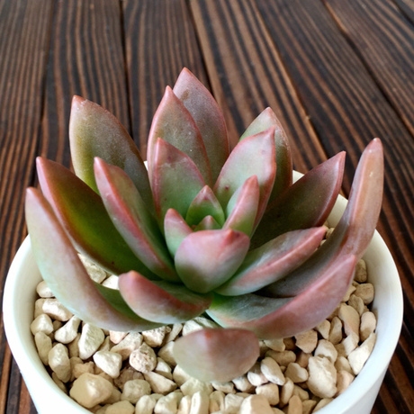 【佳佳肉儿园】 实拍 多肉植物 铭月 可批发