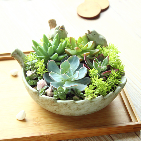 多肉植物组合盆栽防辐射植物蓝石莲黄金万年草千佛手肉肉植物含盆