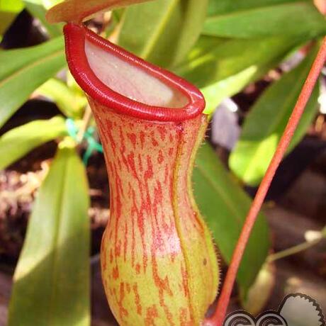 食虫植物-印度猪笼草(n.khasiana)花卉盆栽新手推荐容易结笼