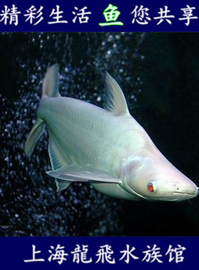 宠物鱼 琵琶鱼 垃圾鱼 清底冠军 清道夫活体