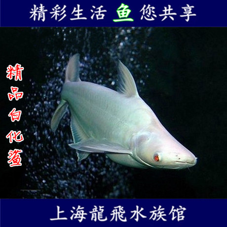 水族白化大白鲨 热带鱼蓝鲨 银鲨 宠物鱼 白化鲨鱼 观赏鱼 活体鱼