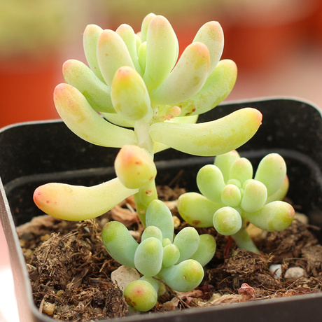 乙女心 八千代 韩国多肉植物 【多肉多福】