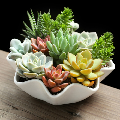 壹分皿 多肉套装组合盆栽套餐 diy多肉植物组合盆栽多肉植物盆栽