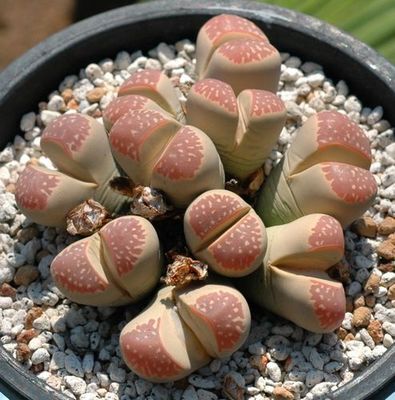 多肉植物 生石花 种子 c162b 红橄榄 迷你盆栽