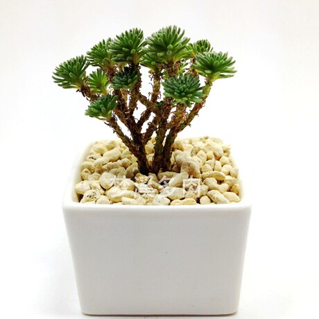 梦溪多肉植物球松微盆景桌面迷你盆栽 办公室内创意植物满额包邮