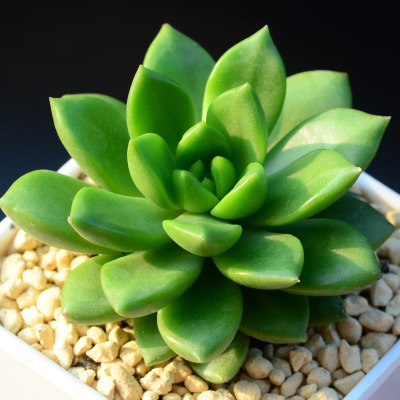 多肉植物青丽 发财树绿萝栀子花吊兰花卉绿植小盆栽植物办公室内