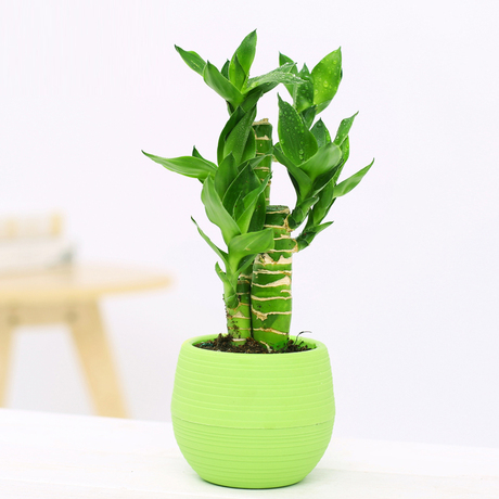 热卖 土培水培 荷花竹观音竹盆栽富贵莲花竹 室内盆栽 防辐射绿植