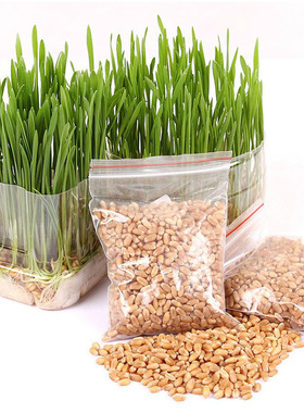 北方越冬小麦草种子猫草种子2份2斤包邮去除肠道毛球猫咪调理肠道