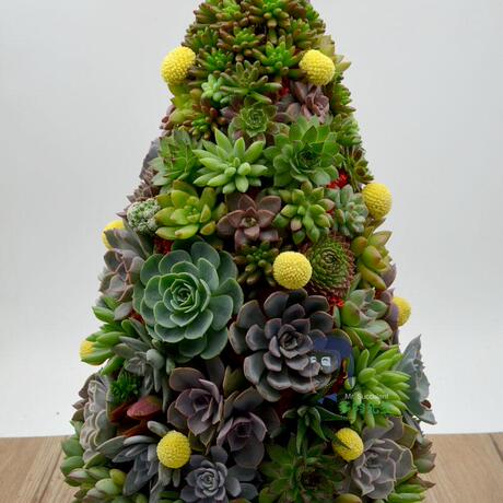 多肉圣诞树 多肉植物 圣诞装饰摆件 节日装饰 多肉先生