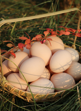 爱逛街为您找到农家土鸡蛋相关的宝贝,您可以在下面的板块中挑选喜欢