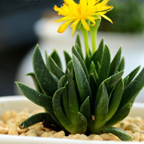 黄花照波 多肉植物 多肉盆栽 三时草 常年开花 桌面 防辐射吸甲醛