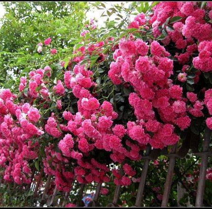 多花蔷薇花苗5年 爬藤植物花卉绿植盆栽庭院阳台攀援四季开花玫瑰