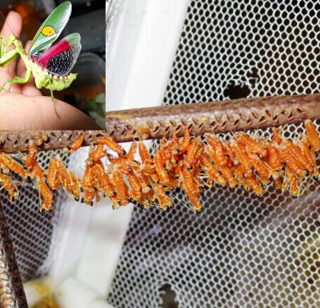 眼斑螳螂卵 眼斑螳螂 螳螂蛋 螳螂螵蛸 保证受精卵 b号(有货)