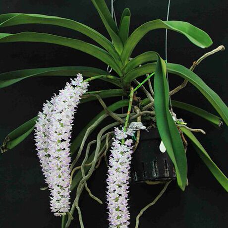 狐尾兰 安诺兰 附生兰 15元一苗