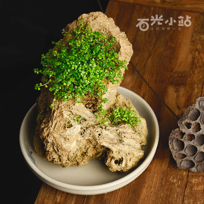 

Сувенир из ископаемых окаменелых образцов