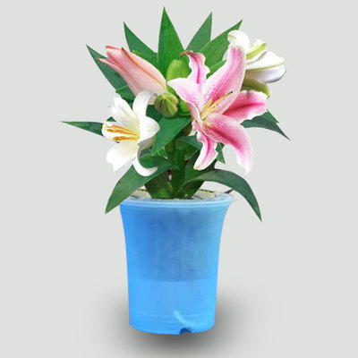 【聚独家】盆栽室内桌面绿植盆栽水培植物 香水百合花种球套装 原价价