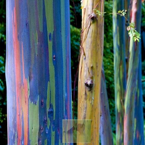 

Семена The Rainbow eucalyptus Eucalyptus Deglupta