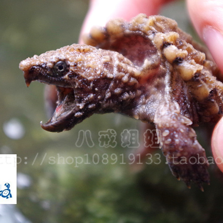 2015年大鳄龟苗活体大鳄龟头苗进口龟苗钓鱼龟刺大鳄活体6-8厘米