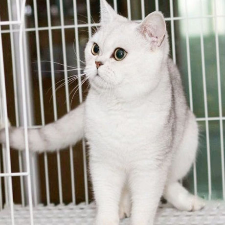 纯种英短云系银渐层英国短毛猫银渐层毛尖色 绿眼无头纹免疫齐全