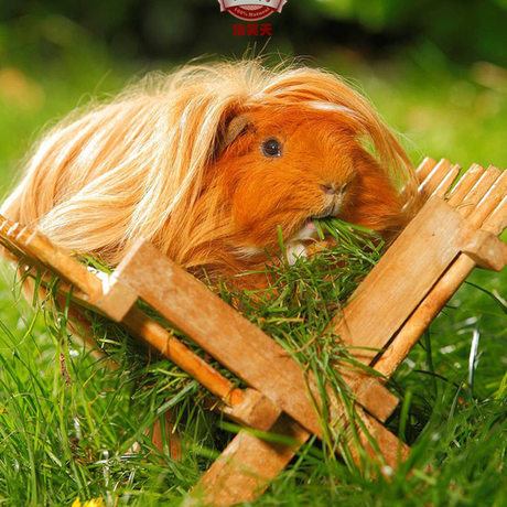 【长逆毛大清仓】荷兰猪宝宝活体豚鼠美国进口纯种繁衍健康包活