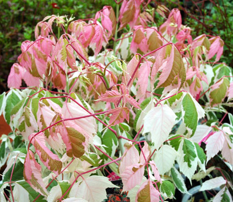 精选花园植物预定 锦叶复叶槭"火烈鸟" 三季赏叶超华丽观叶植物
