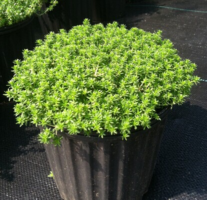 虹越园艺家 【多肉植物】米粒景天1加仑盆栽苗