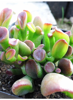 青星美人 景天科厚叶草属多肉植物盆栽 有杆子 叶片成株