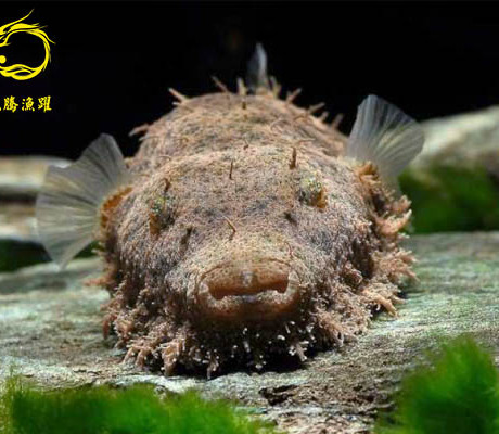 毛毛狗头 湄公河鲀 i型 高端观赏鱼 东南亚野生淡水观赏鱼 活体