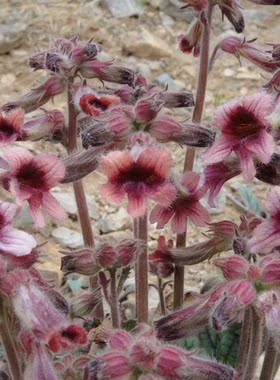 现采新鲜野生丹参血参根 红根赤参紫丹参种子种根