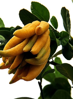 【绿色植物绿植】_桌面小盆栽图片_创意绿植价格_搭配分享 - 爱逛街