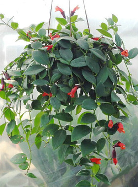 四季常青植物千叶草也叫(千叶吊兰)盆栽清除室内甲醛 净化空气