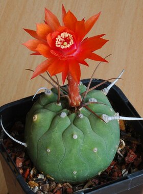 实生巨鹫玉 仙人球 多肉植物 强刺球属 稀有狂刺品种 球径4cm