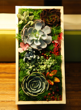 【物色】多肉组合盆栽 多肉植物组合 diy创意包邮 多肉套餐盆栽