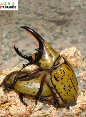 **td   发布了  墨西哥白兜 幼虫l1 l2 l3 墨白 独角仙 甲虫 锹甲兜虫