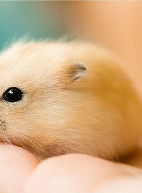 仓鼠棉花窝棉被 松鼠仓鼠保暖御寒棉花冬季必备自封袋20g买五送一