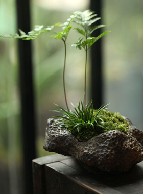 【浮生时光】微景观植物苔藓 文竹书房茶室山水摆件 盆栽礼品