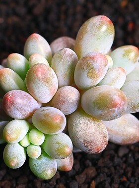 多肉彩虹 多肉植物 好多肉