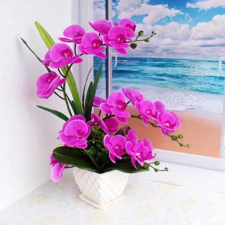 爱逛街为您找到头蝴蝶兰相关的宝贝,您可以在下面的板块中挑选喜欢的