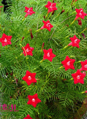 蓝目菊种子 非洲雏菊 蓝雏菊花种子 单瓣蓝色花种子 耐寒多年生 - 爱