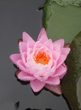 睡莲种水培 盆栽碗莲花 碗莲种植 籽粒24个品种 含盆带河泥营养液