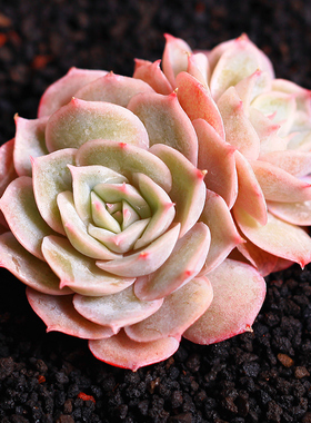 雪球 多肉植物 正版墨西哥雪球 多肉(出售叶片)特价爆款