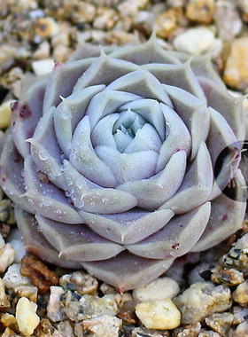 雪莲实生自播苗 拟石莲 echeveria laui 景天多肉植物