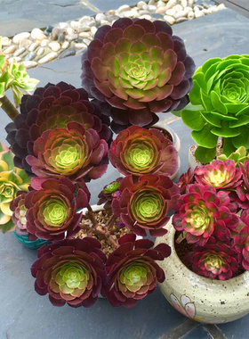 墨亚 韩国农场直发多肉植物 玛丽亚11号 echeveria maria