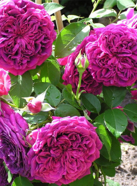 lx111 日本月季 misaki /美咲