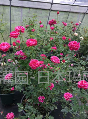 宁发欧月:蓝色梦想 丰花月季小苗光杆 中苗带花